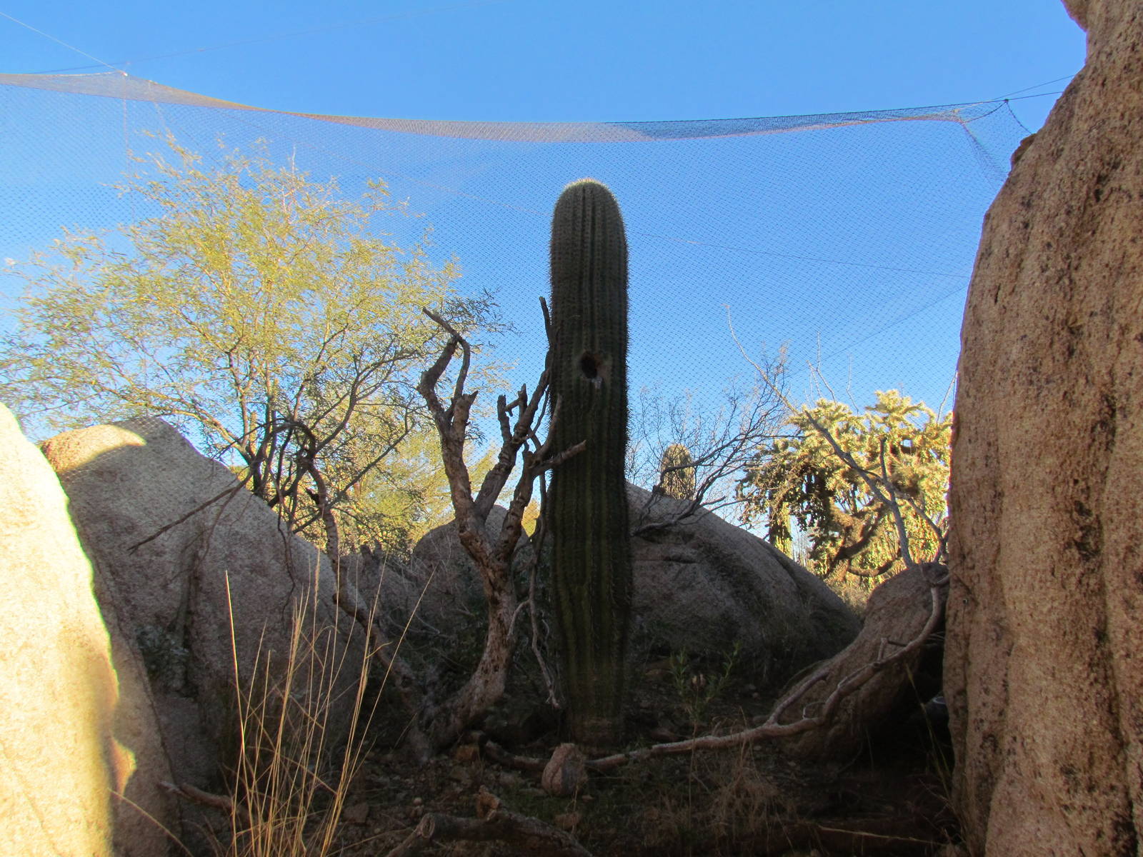 Life on the Rocks - Elf Owl Exhibit