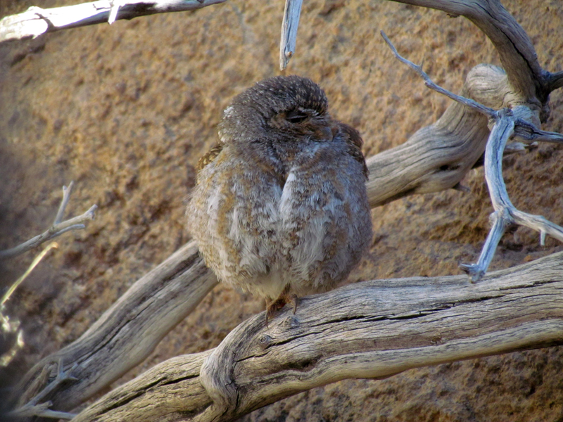 Life on the Rocks - Elf Owl