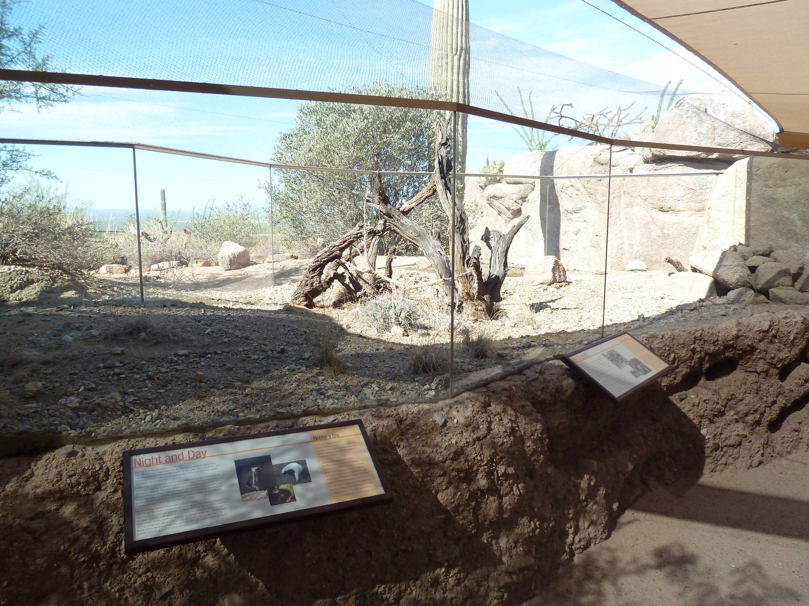 Life On The Rocks - Harris' Antelope Squirrel/Hog-Nosed Skunk Exhibit