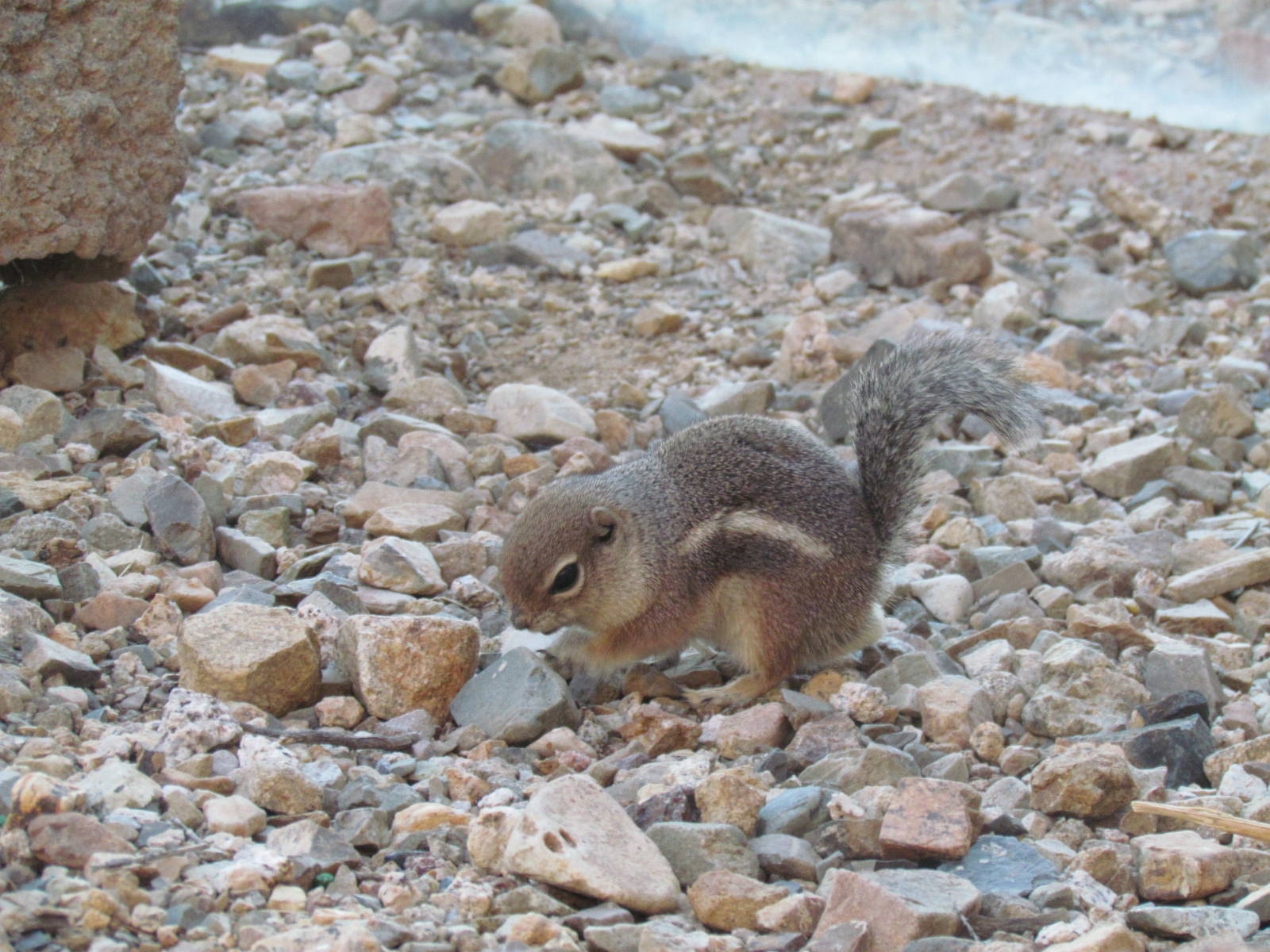 Life on the Rocks - Harris Antelope Squirrel