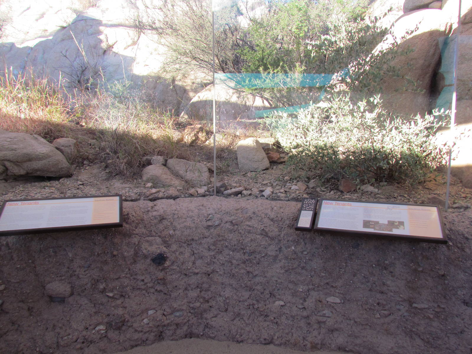 Life on the Rocks - Hog-nosed Skunk Exhibit