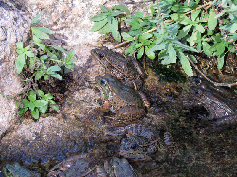 Life on the Rocks - Lowland Leopard Frog