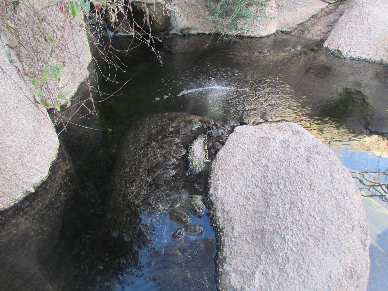 Life on the Rocks - Lowland Leopard Frogs