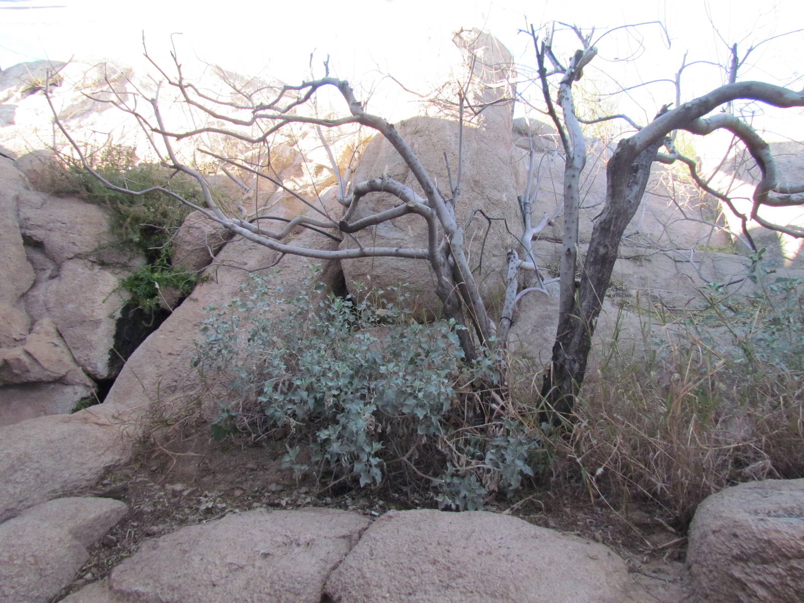 Life on the Rocks - Mixed Species Exhibit