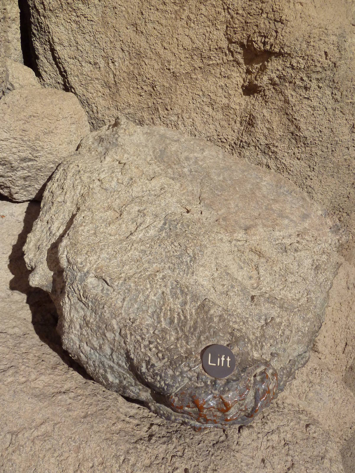 Life On The Rocks - Stripe-Tailed Scorpion Exhibit