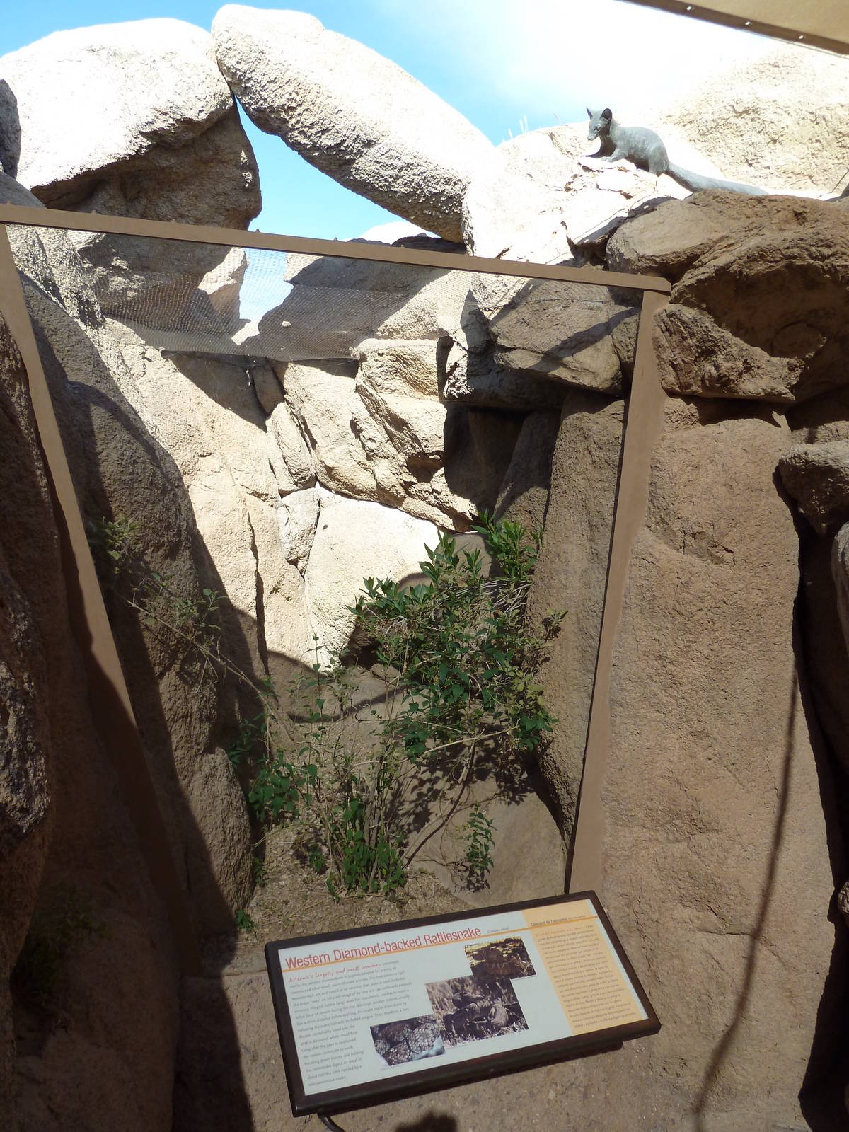 Life On The Rocks - Western Diamondback Rattlesnake Exhibit
