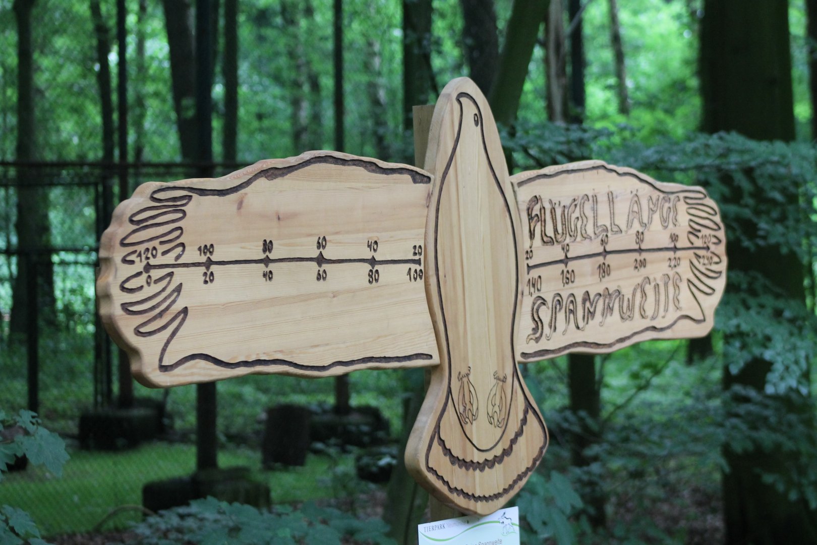 Life-seized Sea-eagle model