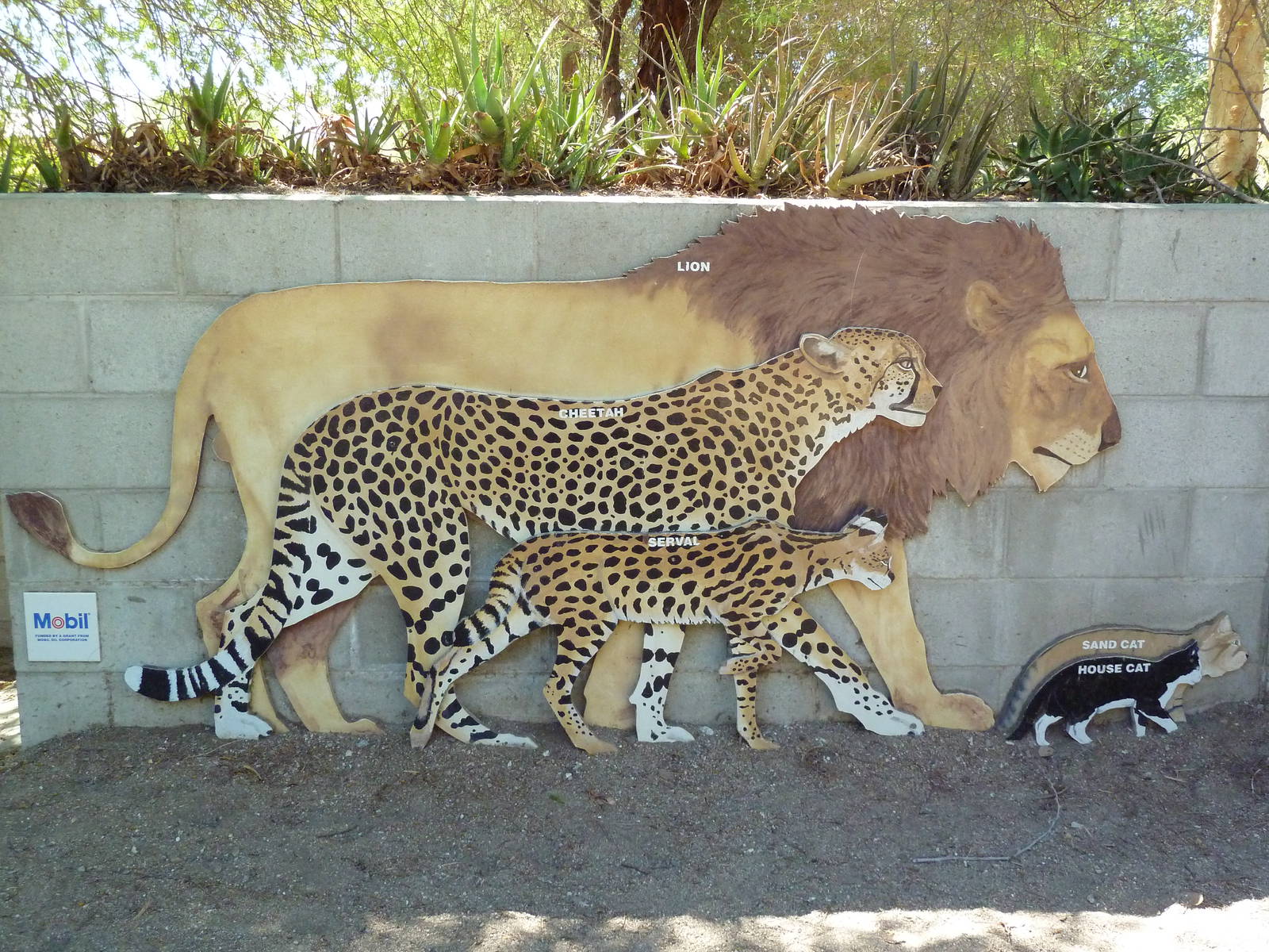 Life-Size Cat Images