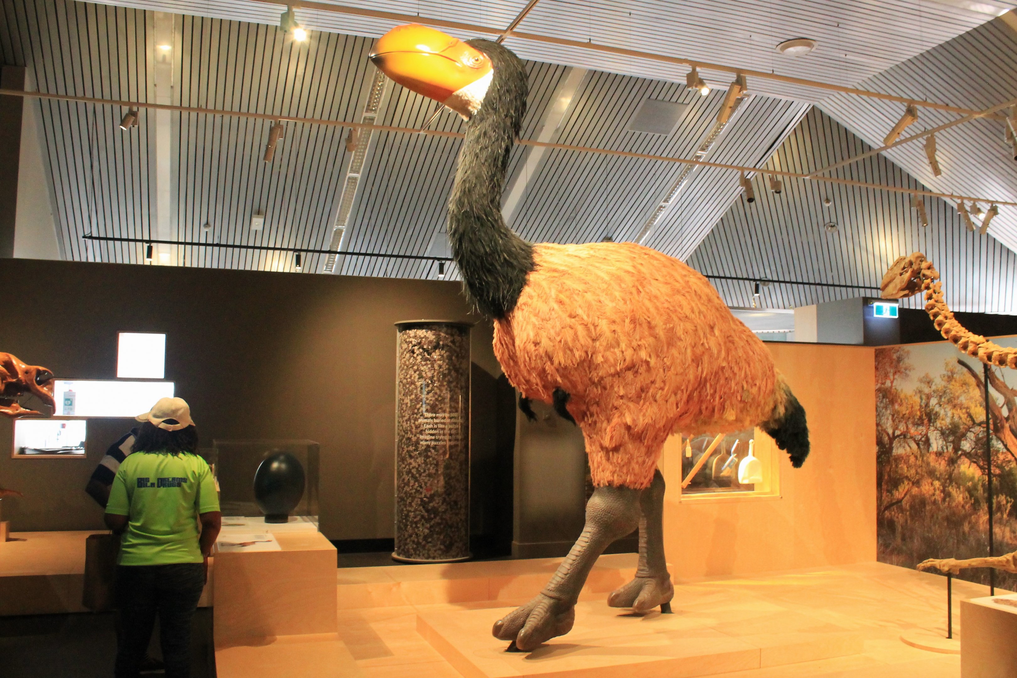 Life-size Dromornis stirtoni recreation - Megafauna Central museum