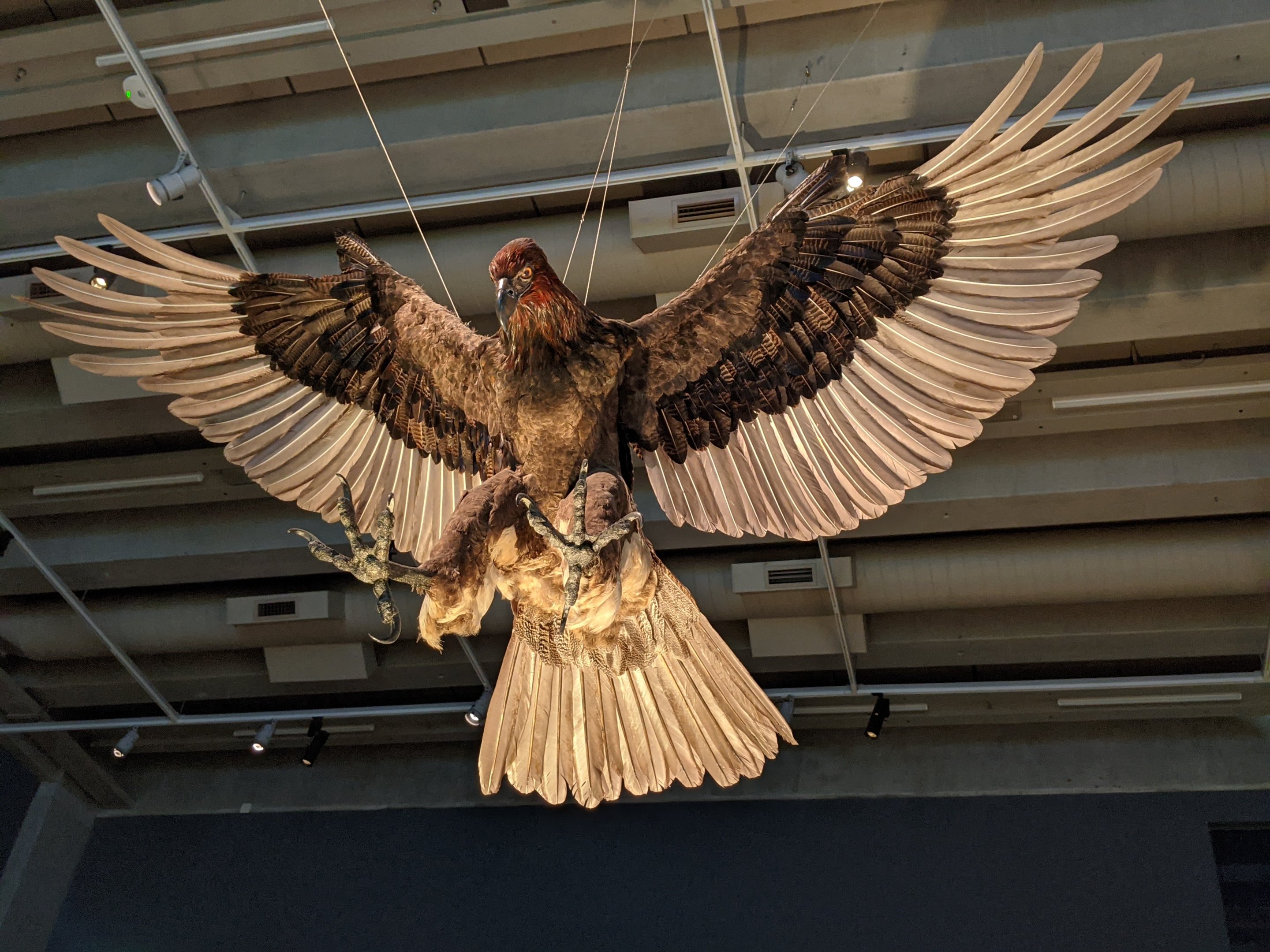 Life-size Harpagornis model