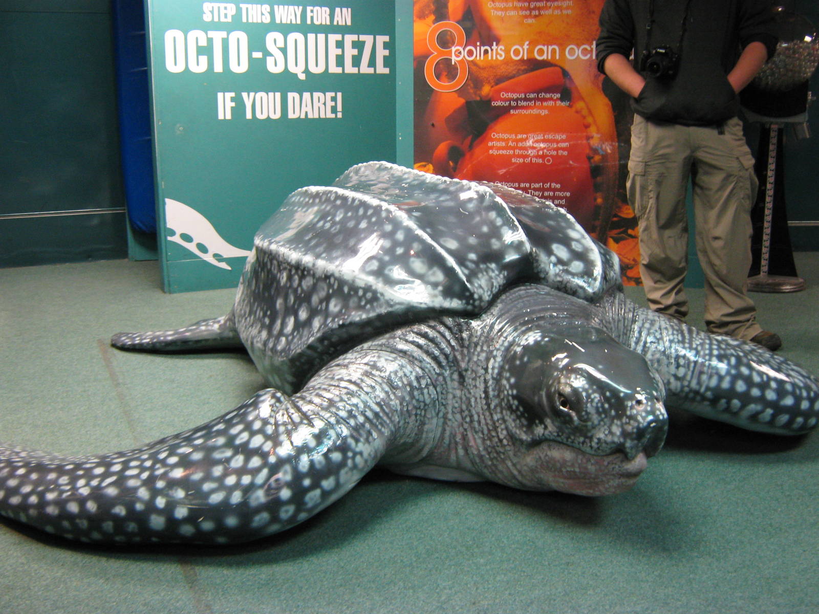 life-size leatherback turtle model