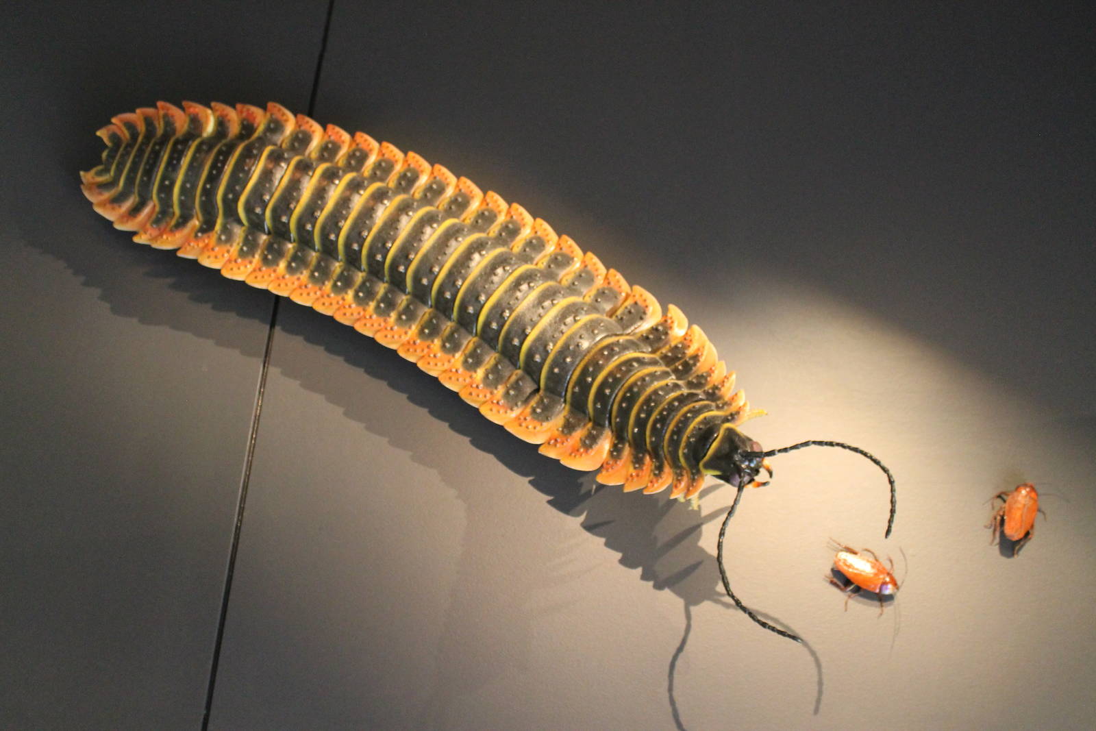 life-size model of Arthropleura