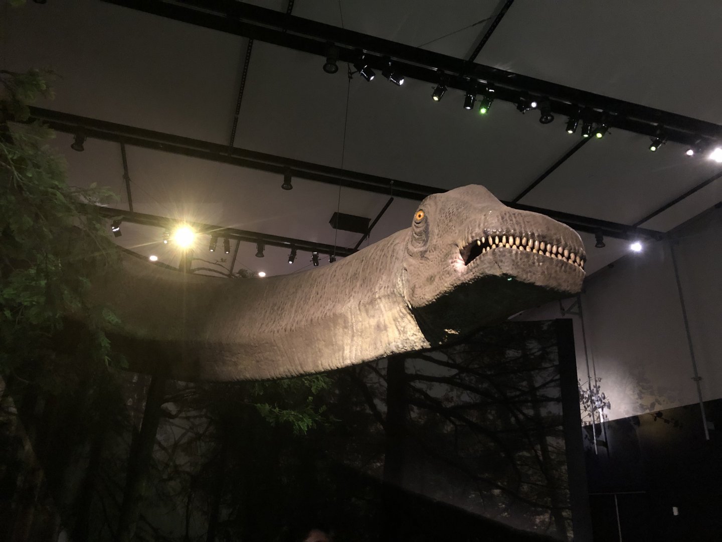 Life-sized Argentinosaurus (head & neck) model