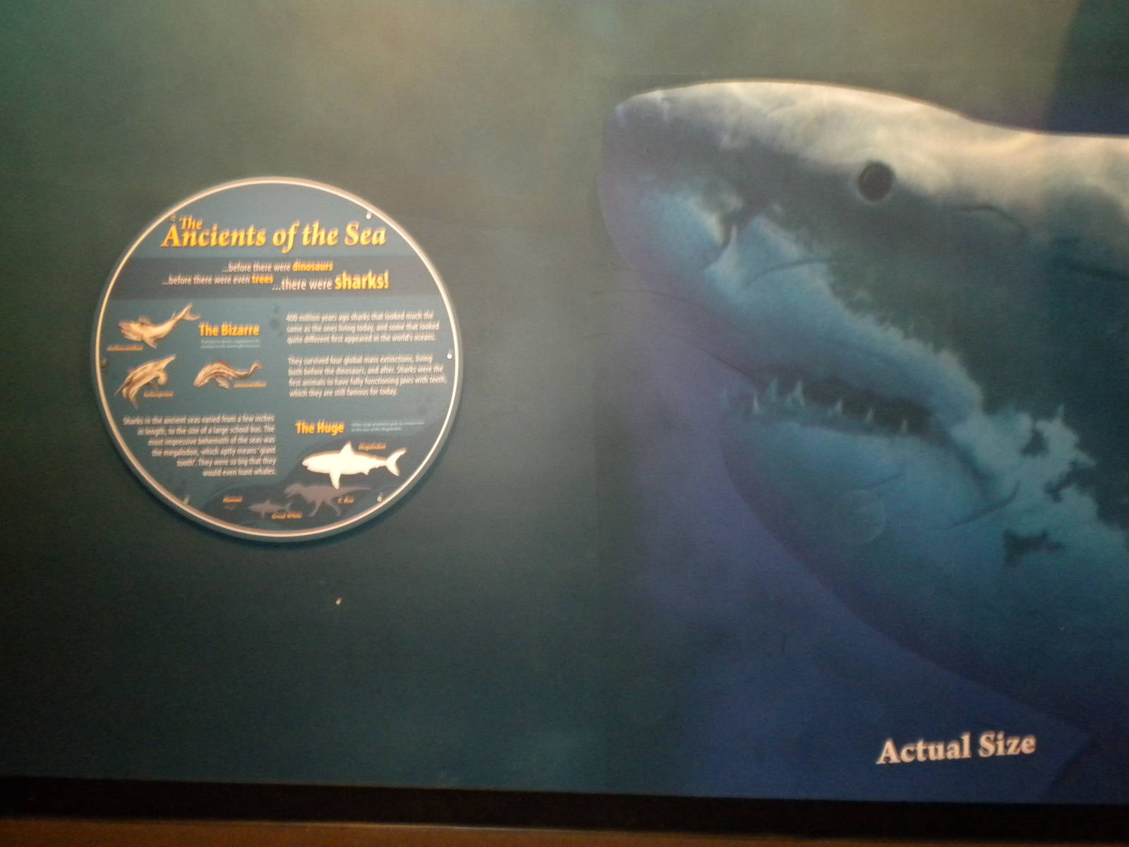 Life sized Great White image