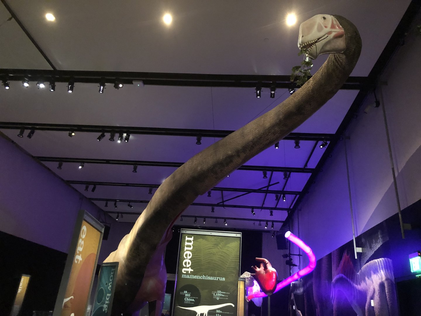 Life-sized Mamenchisaurus model