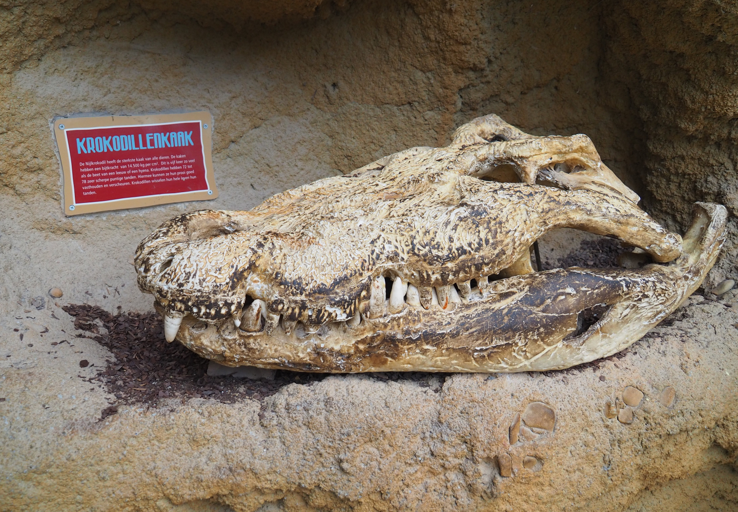 Life-sized model of a large Nile crocodile skull, 2019-09-15