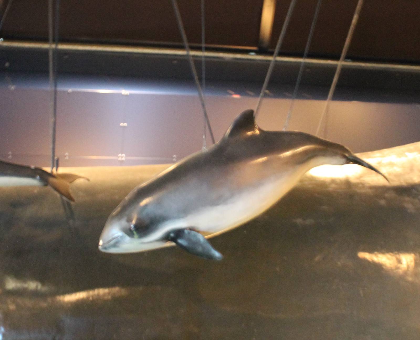 Life-sized Porpoise model