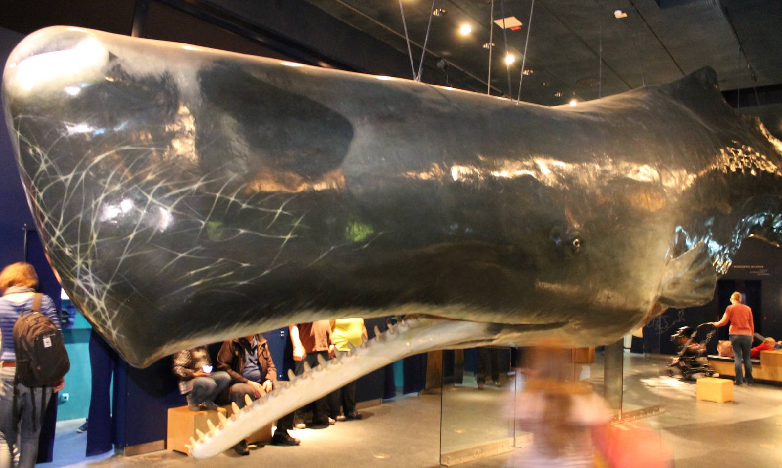 Life-sized Sperm whale model