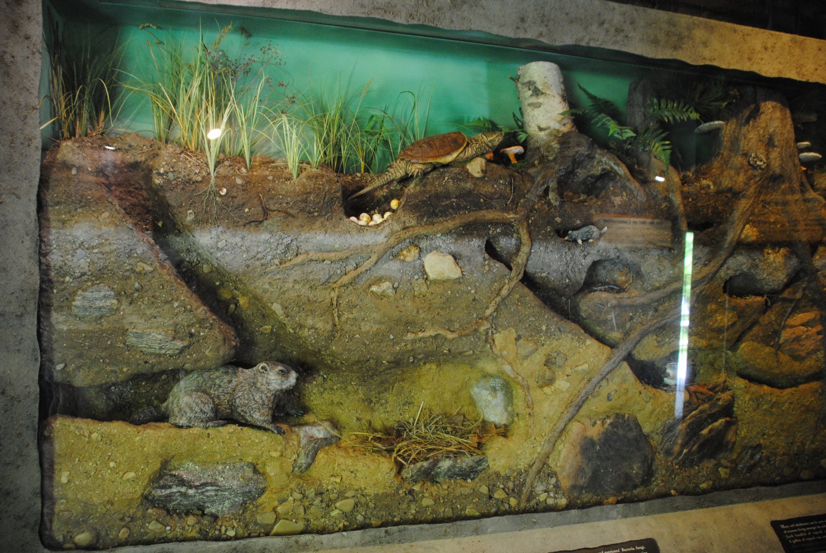 Life Underground - diorama