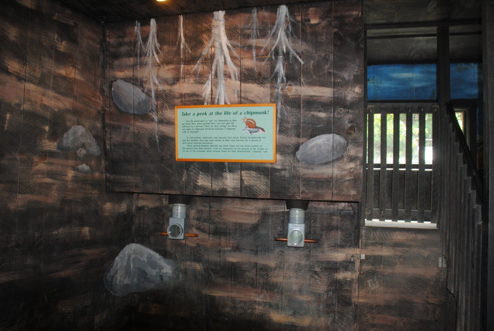 Life Underground - peek inside chipmunk's burrow