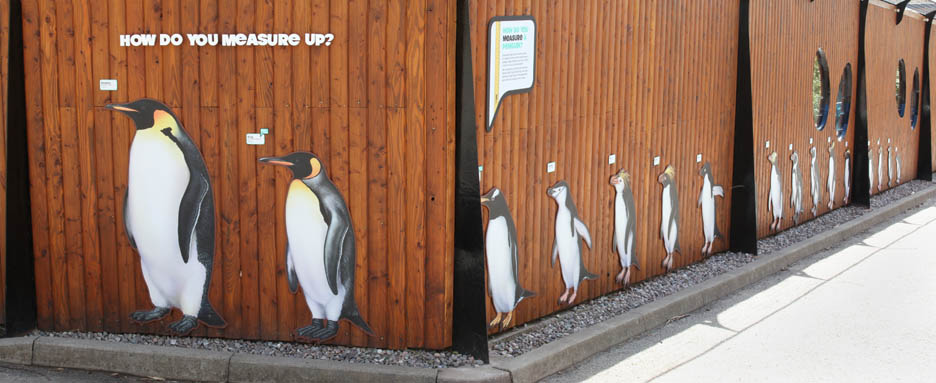 lifesize penguin chart
