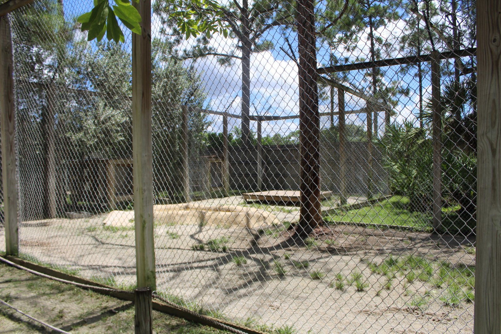 Liger Enclosure - Mccarthy Wildlife Sanctuary