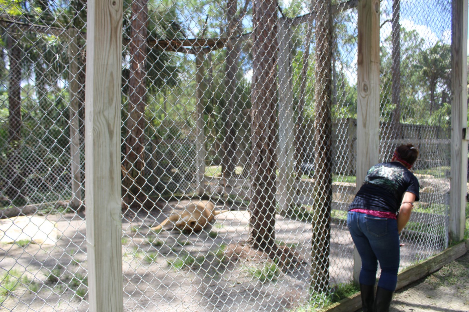 Liger Enclosure - Mccarthy Wildlife Sanctuary