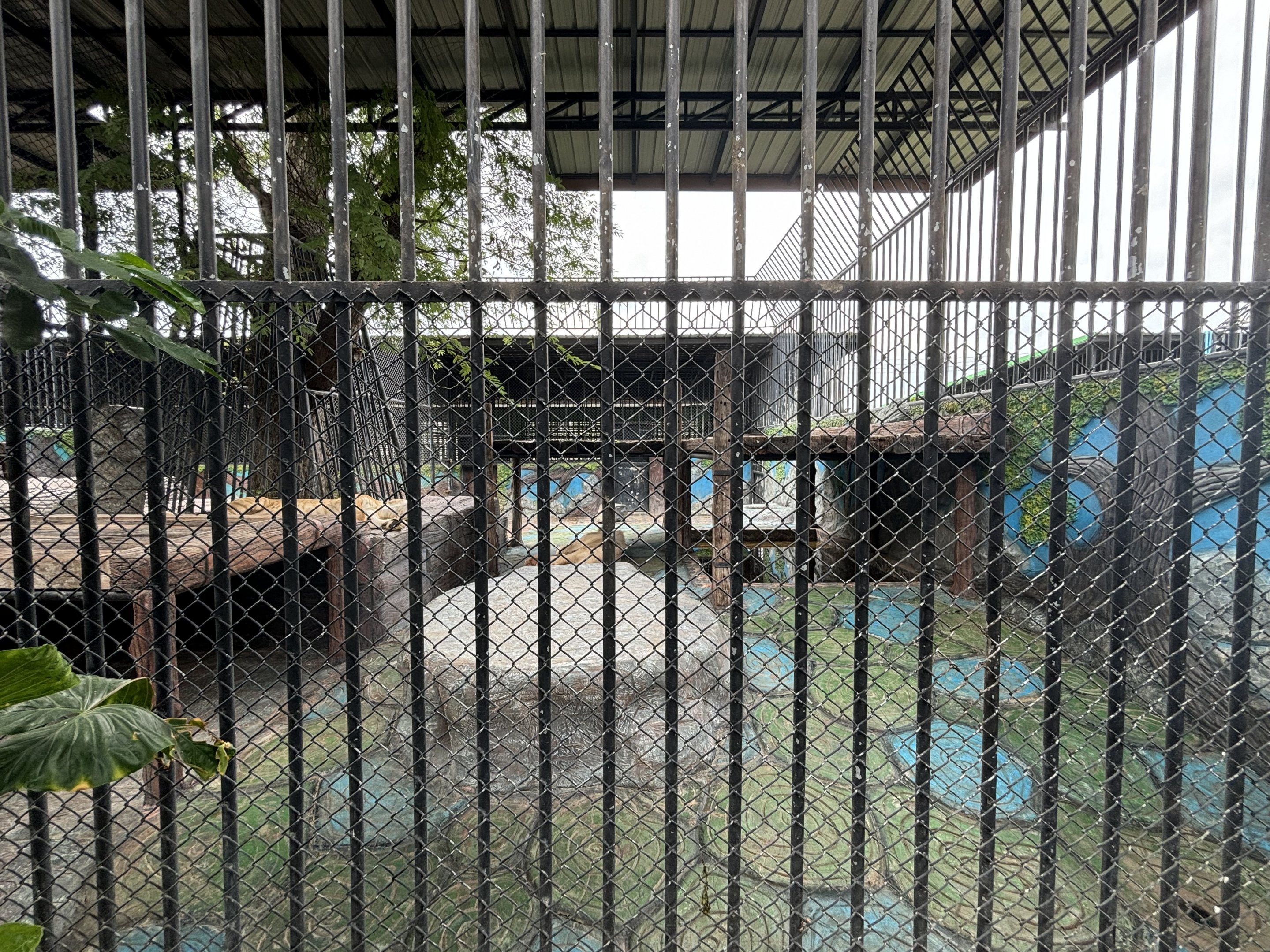 Liger Exhibit - Lion Park