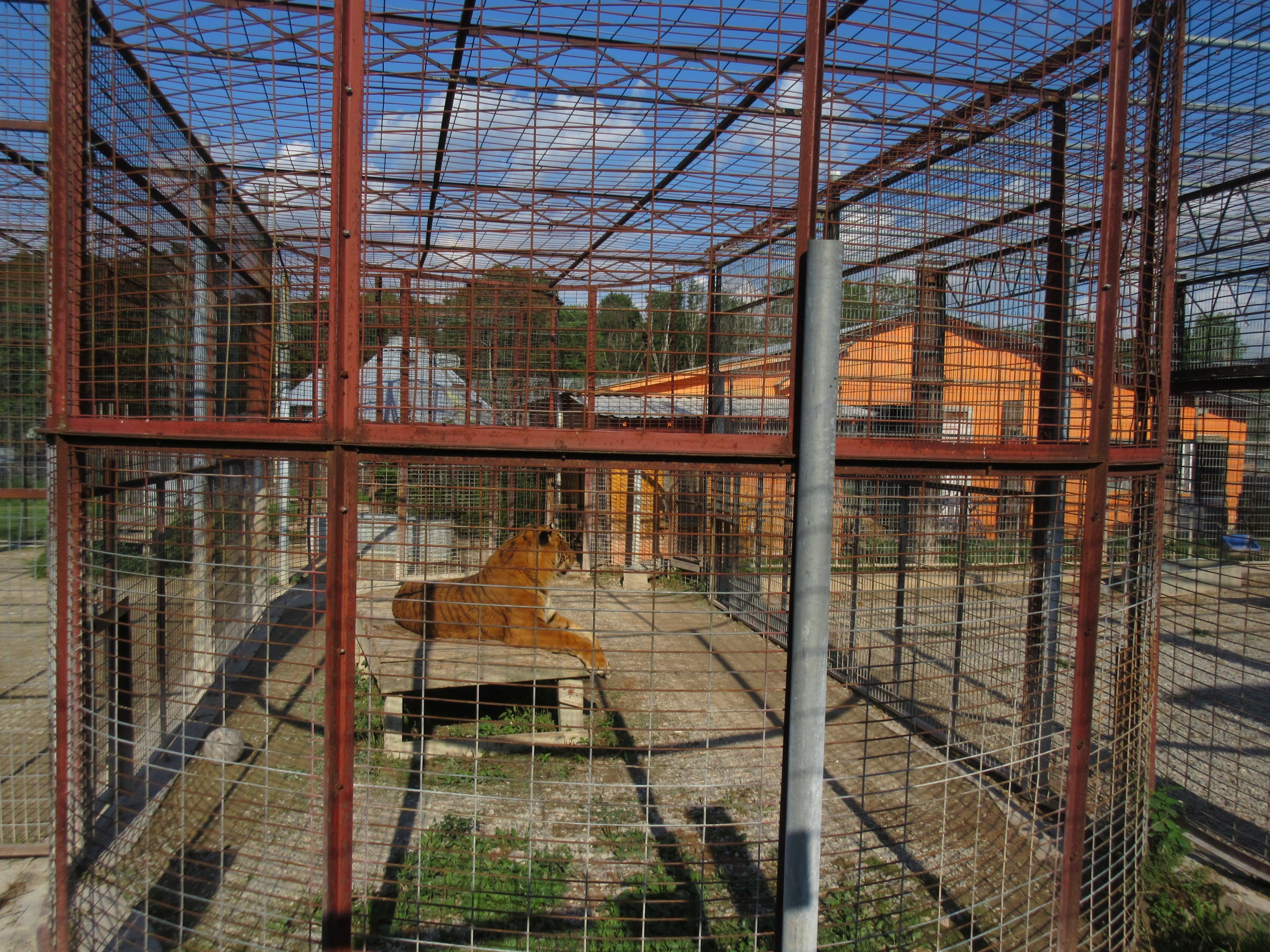 'Liger' Exhibit (small and empty of enrichment)