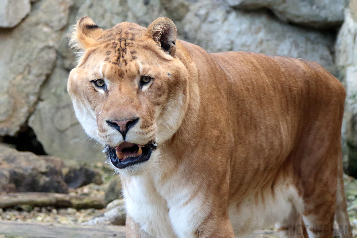 Liger | Male - "Prince"