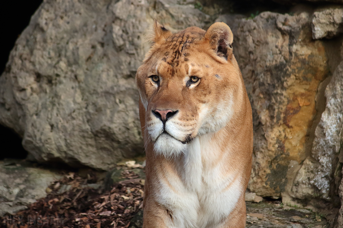 Liger | Male - "Prince"