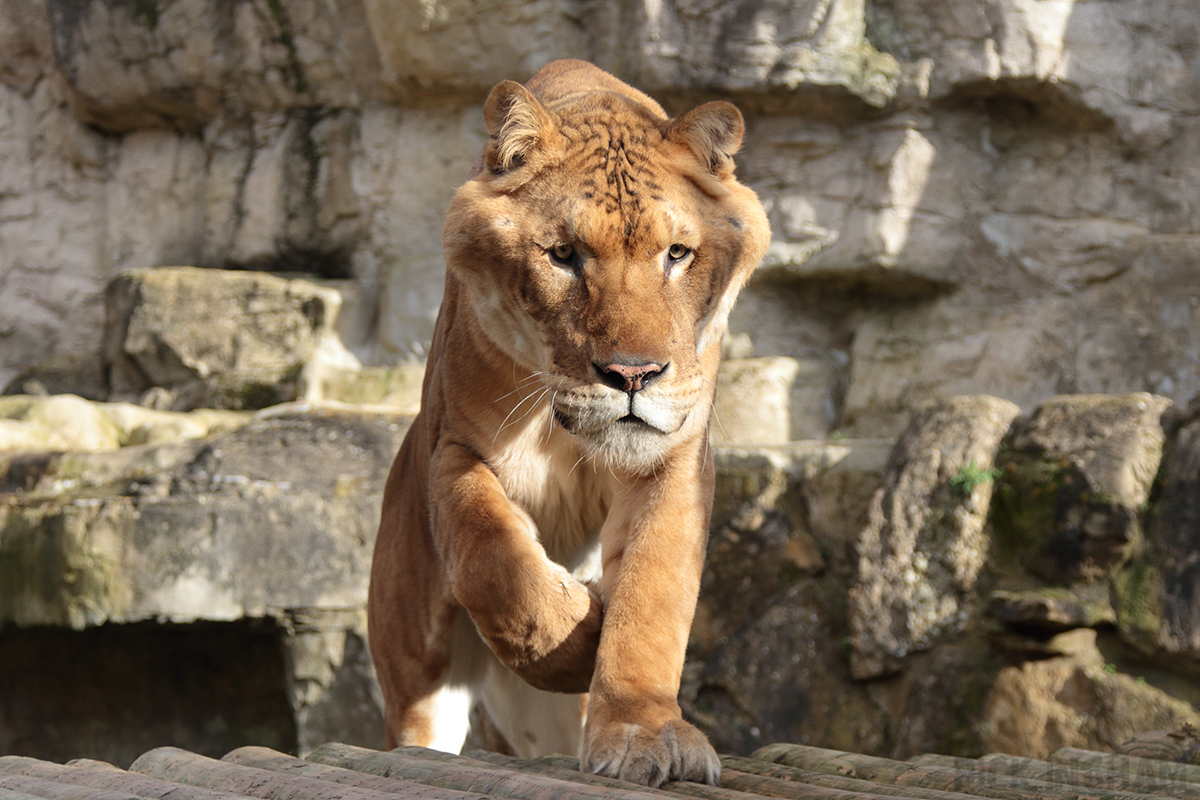 Liger | Male - "Sahib"