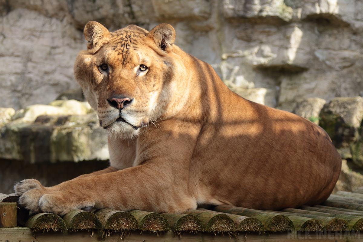 Liger | Male - "Sahib"