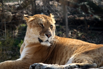 liger
