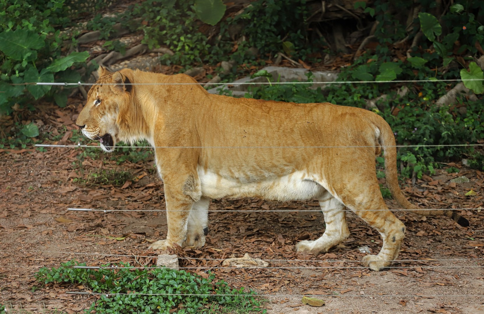Liger
