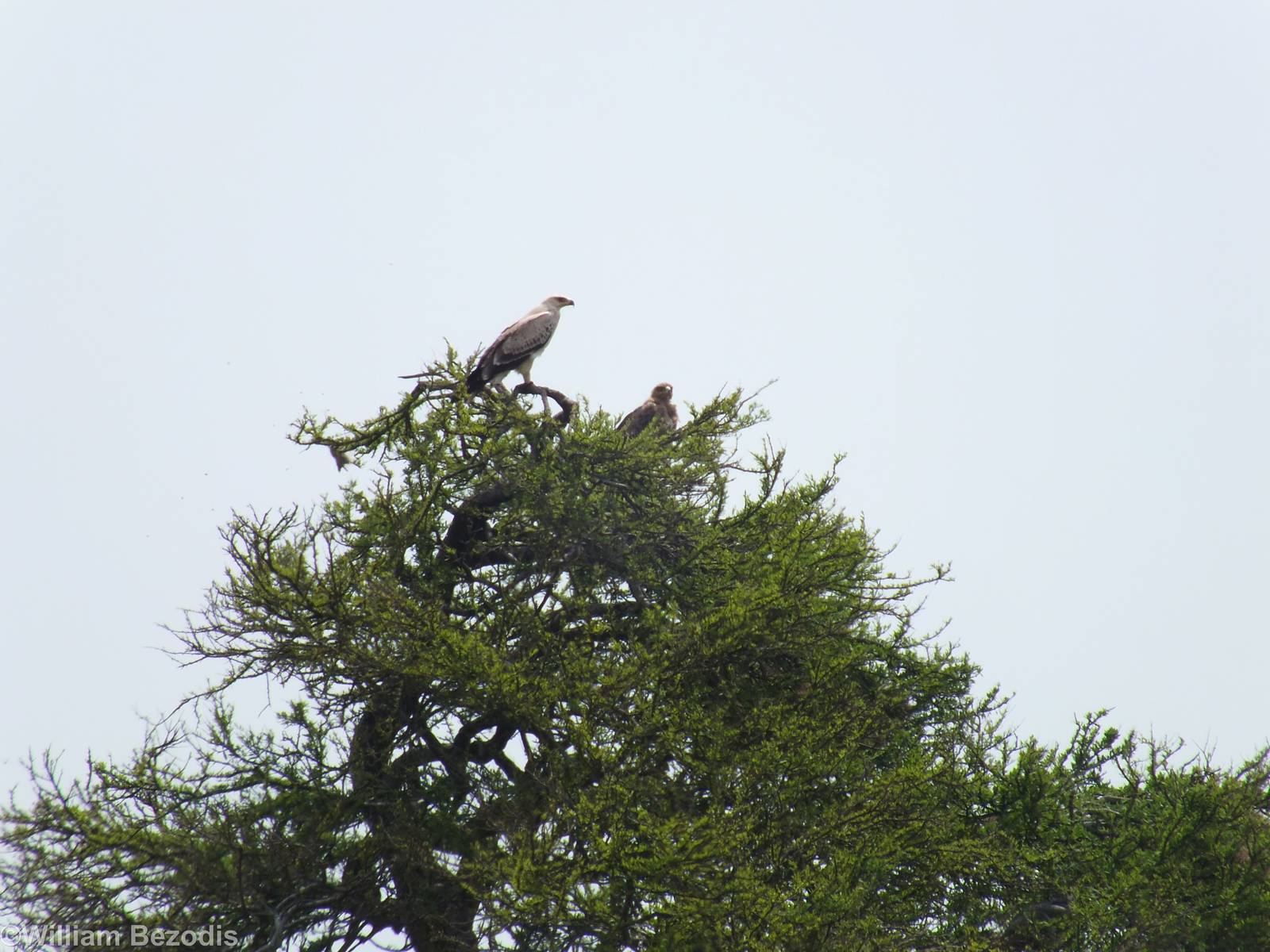 Light and Dark Morph Tawny Eagles - Maasai Mara