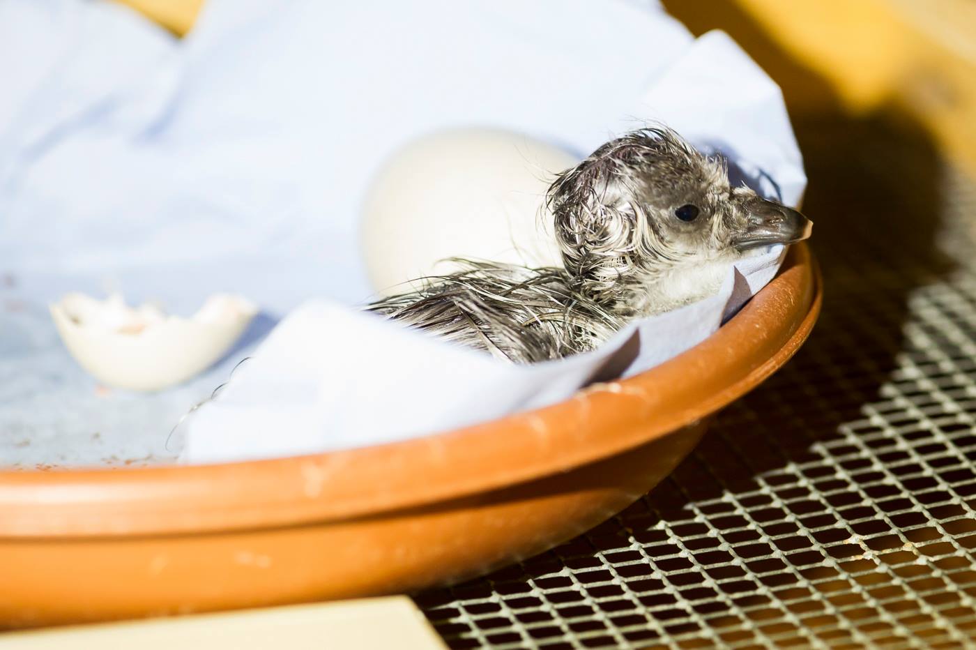Light-bellied Brent Geese Goslings, July 2015