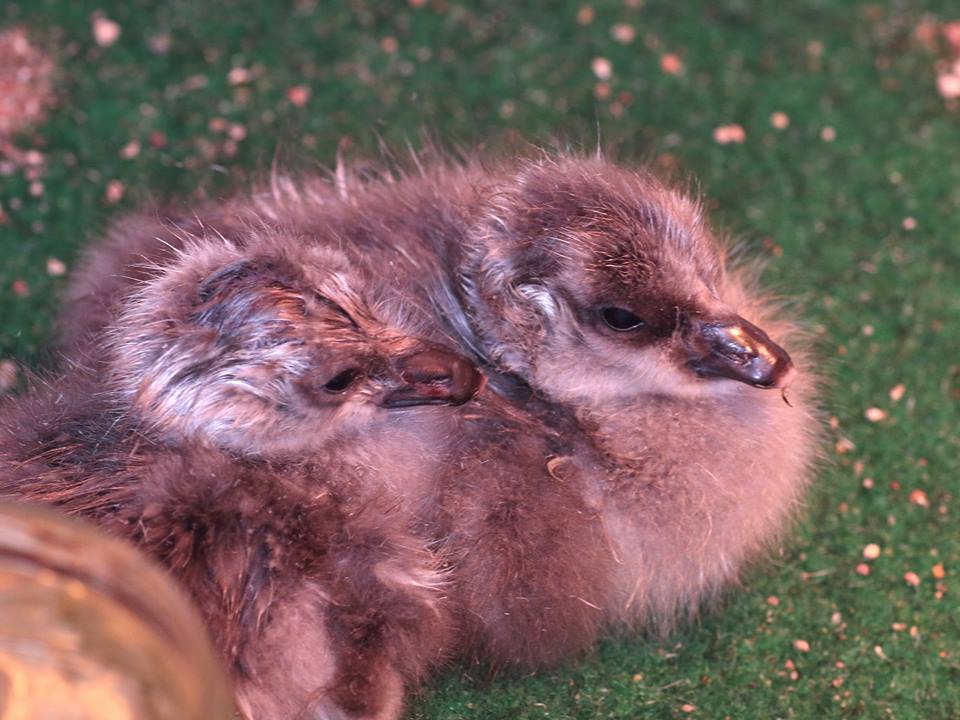 Light-bellied Brent Geese Goslings, July 2015
