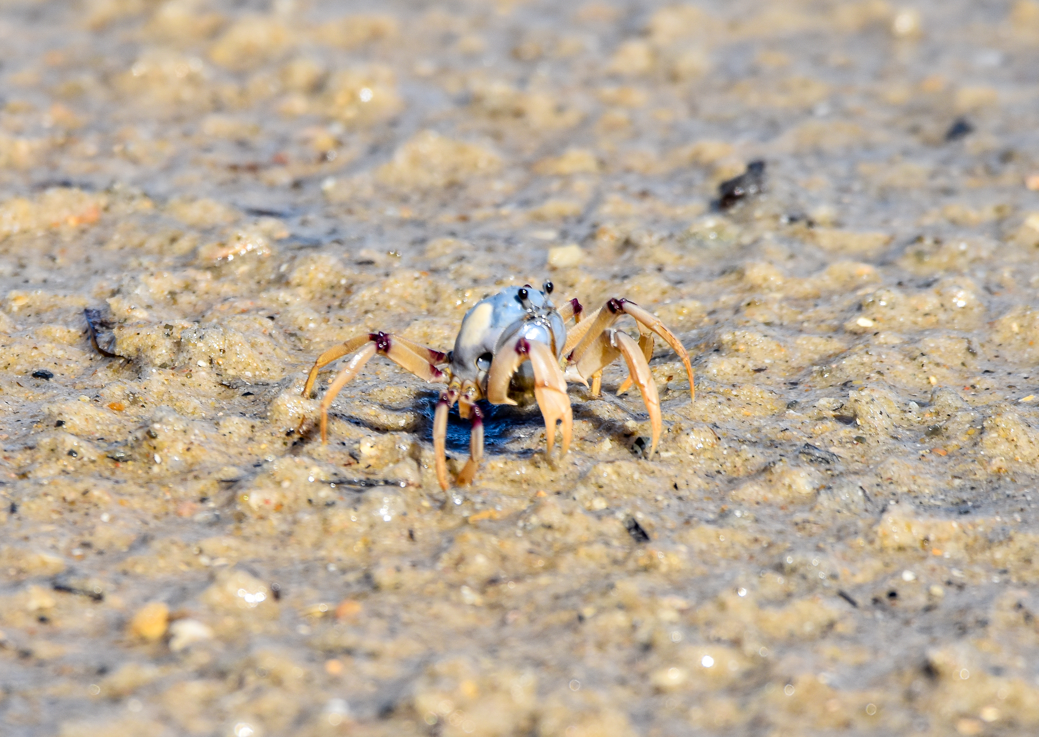 Light-Blue Soldier Crab