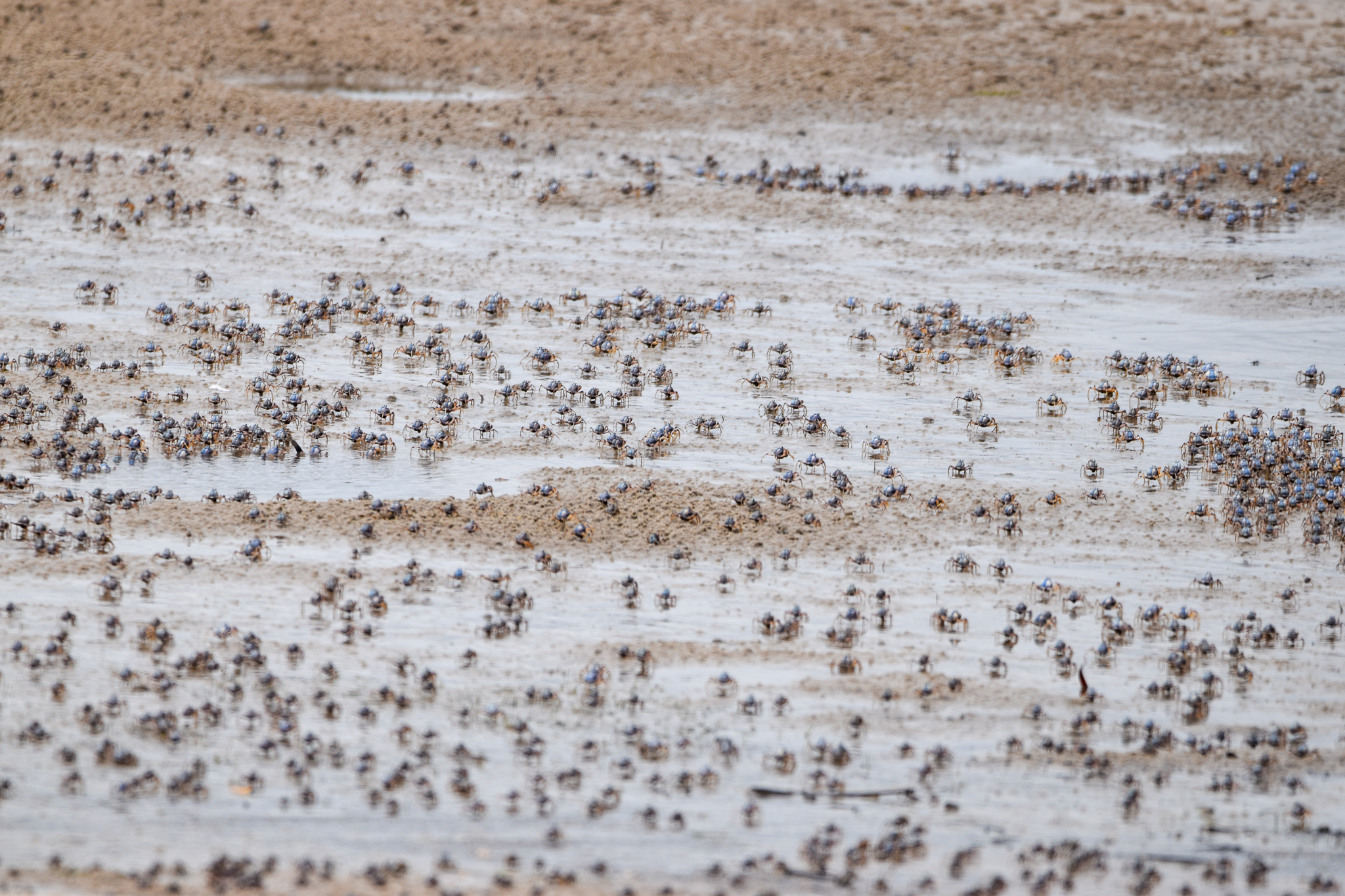 Light-Blue Soldier Crabs