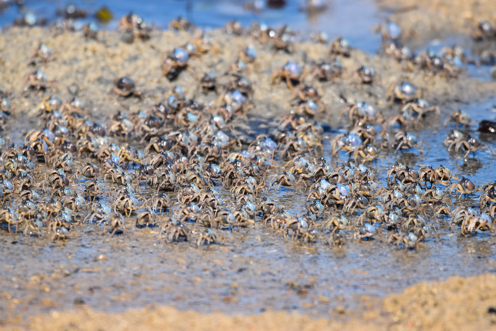 Light-Blue Soldier Crabs