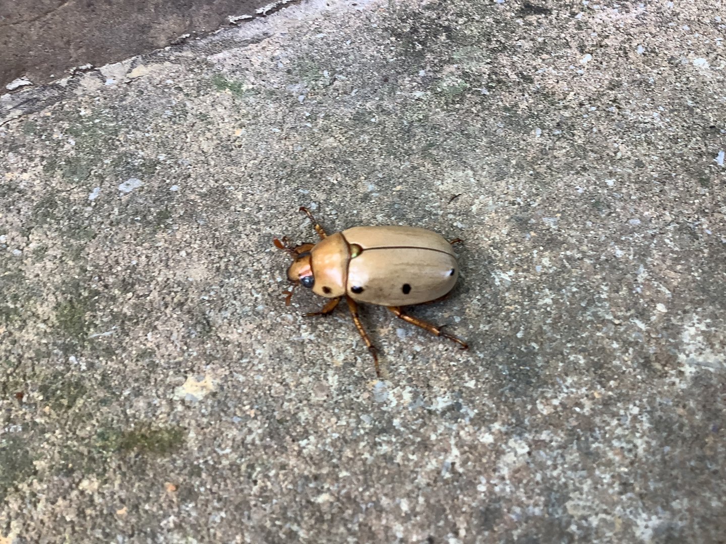 Light brown dung beetle