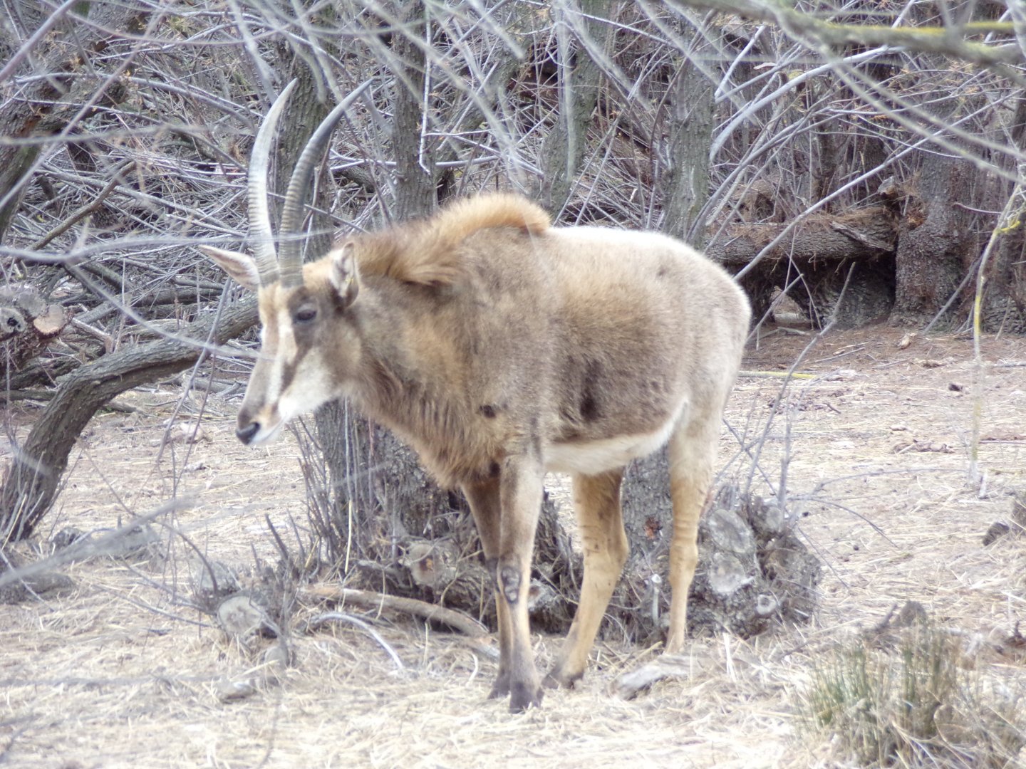 Light coated Sable antelope - Réserve Africaine de Sigean (2024)