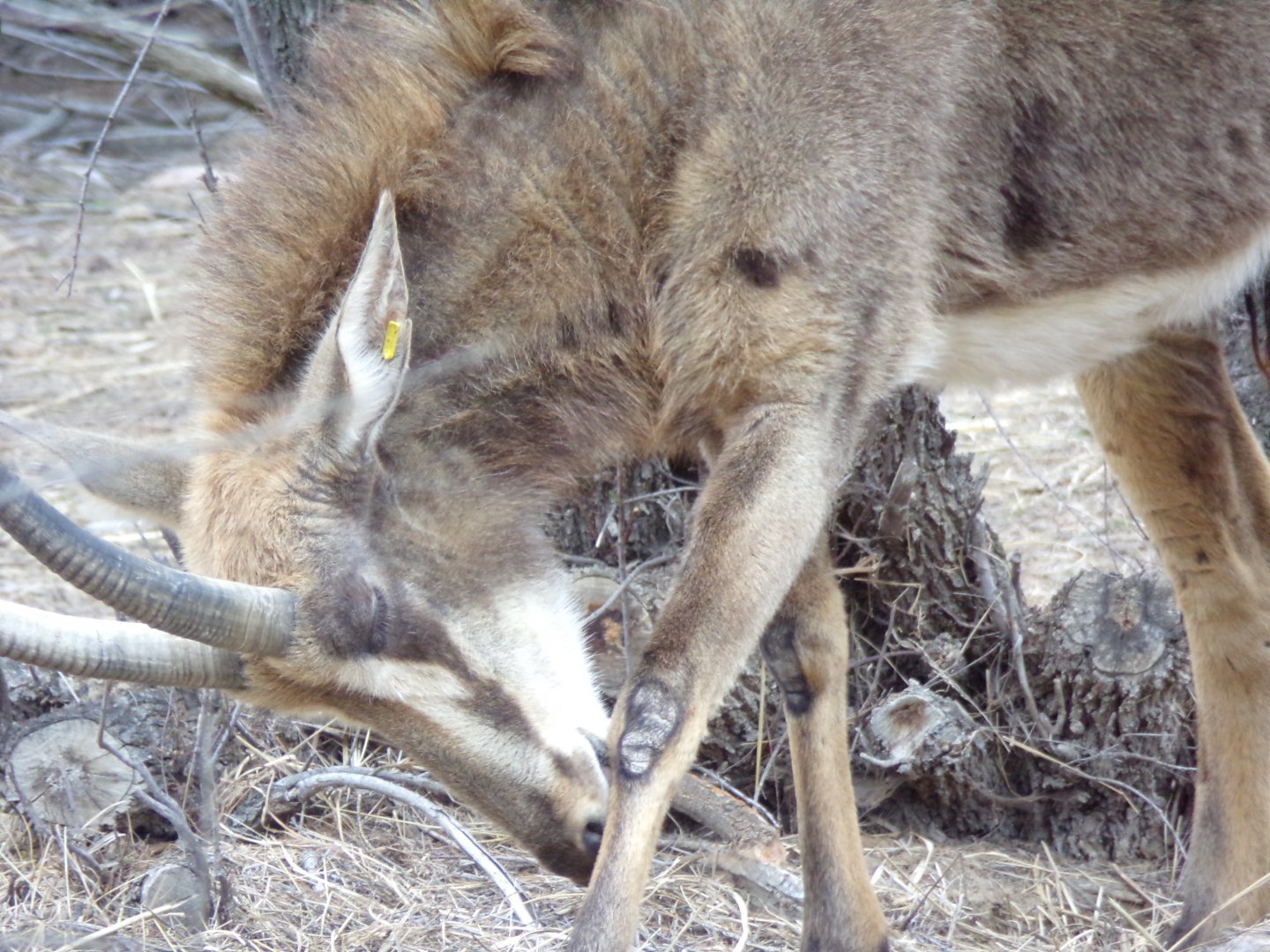 Light coated Sable close-up - Réserve Africaine de Sigean (2024)
