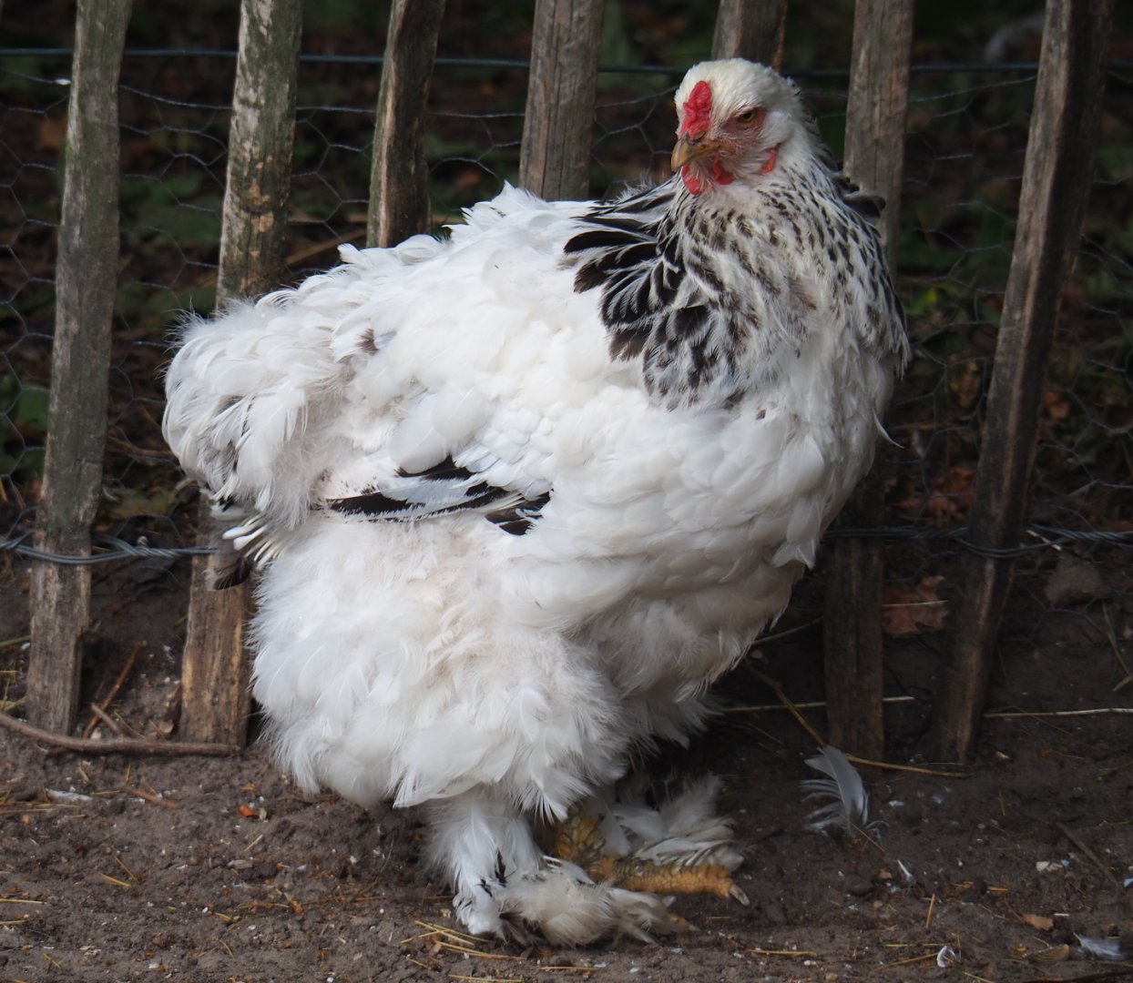 Light Columbian Brahma chicken (Gallus gallus domesticus), 2019-08-11