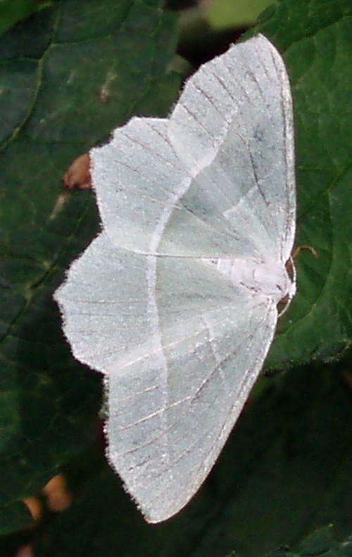 Light Emerald (Campaea margaritaria)