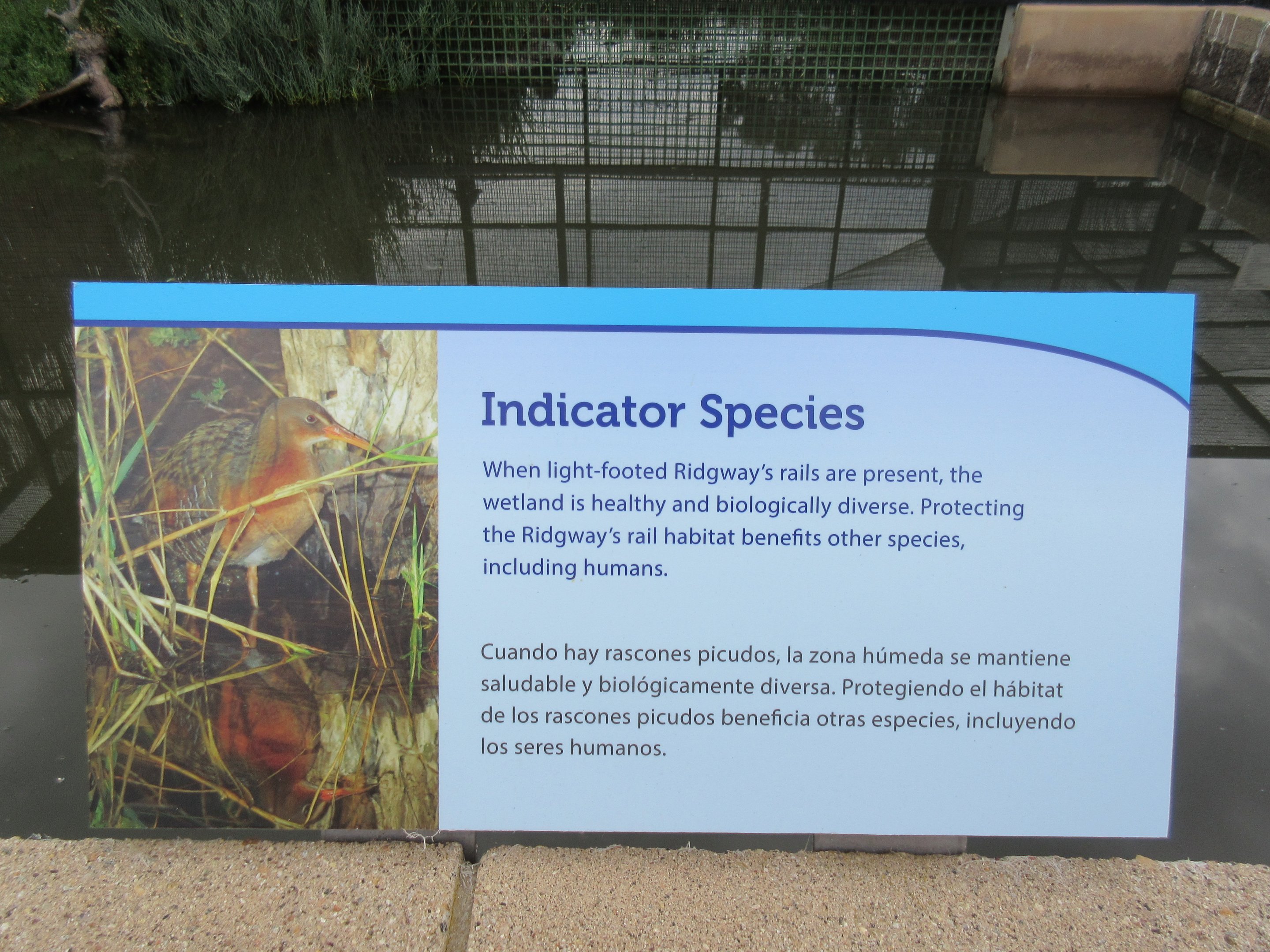 Light-Footed Ridgway's Rail Exhibit - Sign
