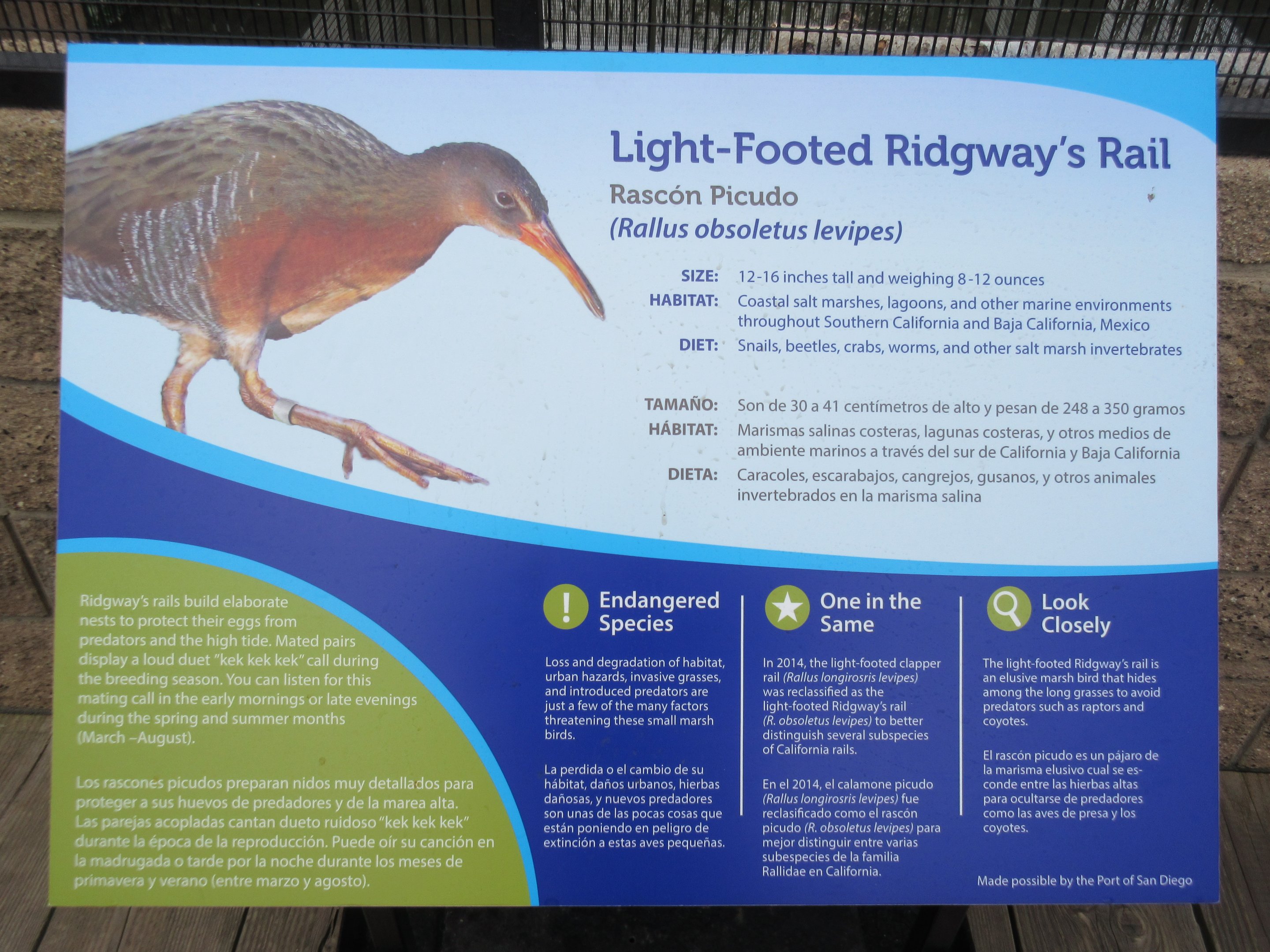 Light-Footed Ridgway's Rail Exhibit - Sign