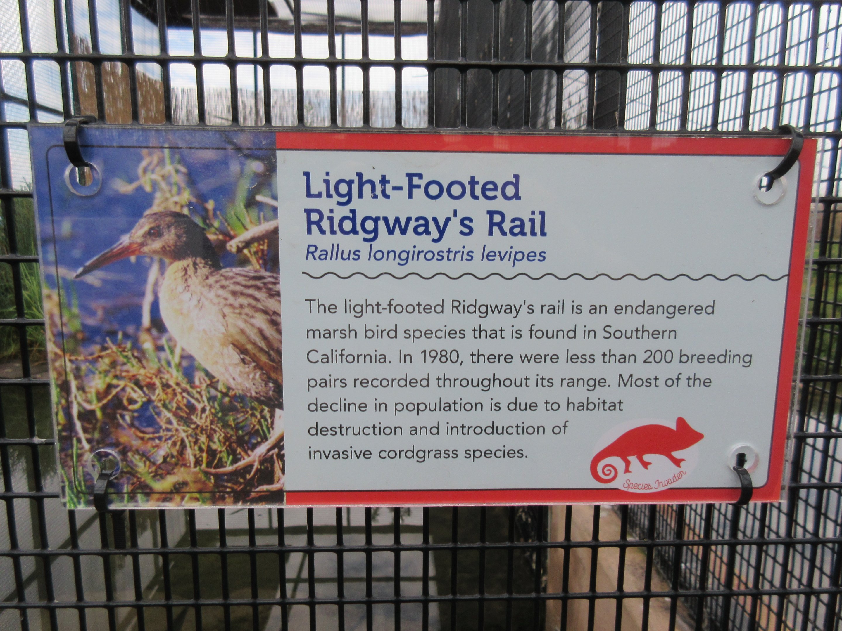 Light-Footed Ridgway's Rail Exhibit - Sign
