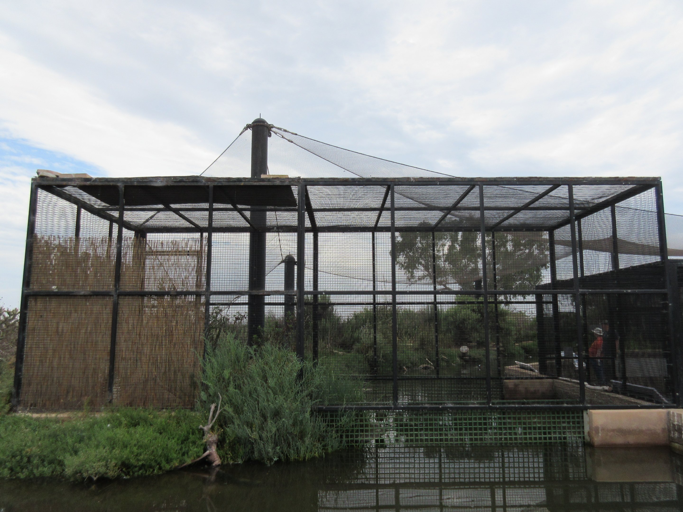 Light-Footed Ridgway's Rail Exhibit